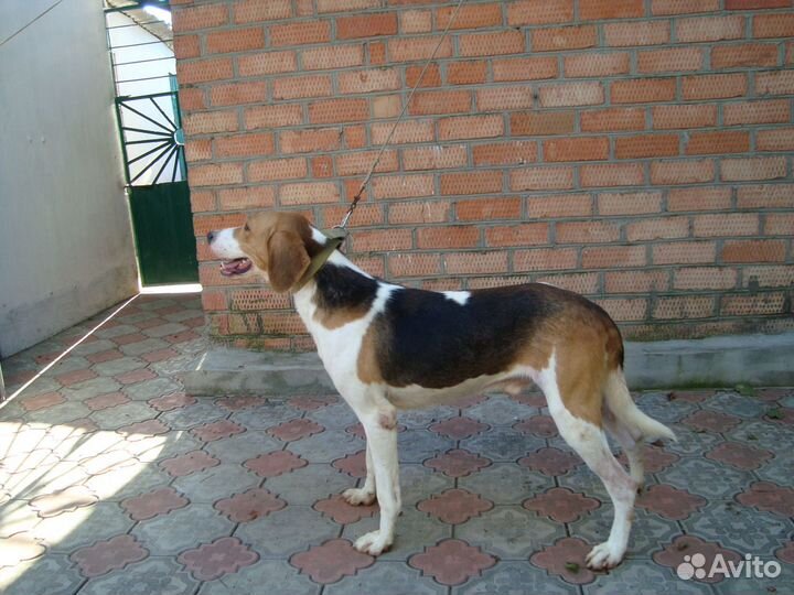 Русские Пегие Гончие