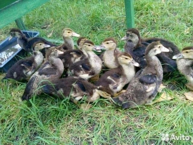 Утки и утята