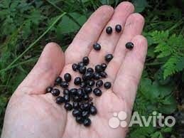 Пион марьин корень