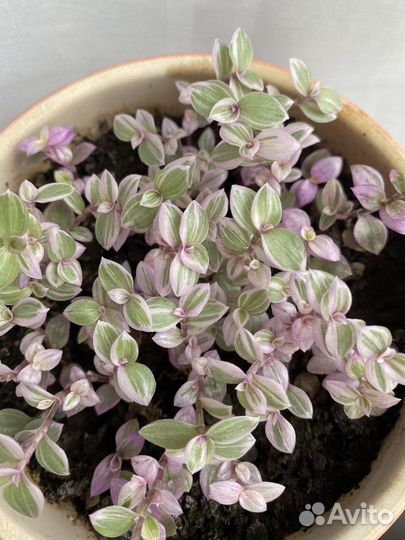 Каллизии традесканции набор