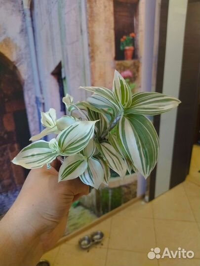 Традесканция 3 вида