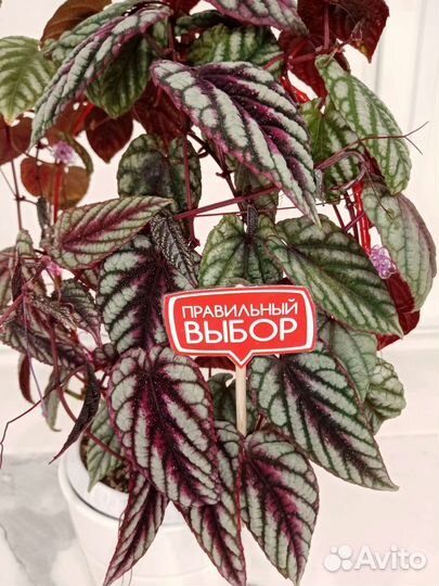 Сциндапсус, эпипремнум