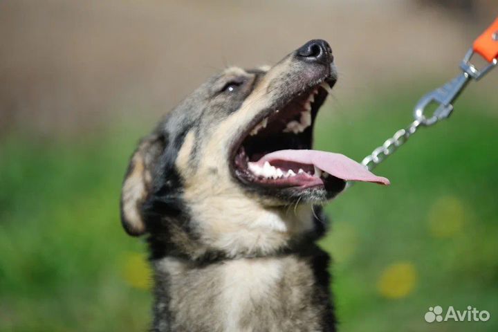 Собачка в добрые руки