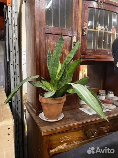 Сансевиерия в керам горшке