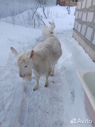 Козел