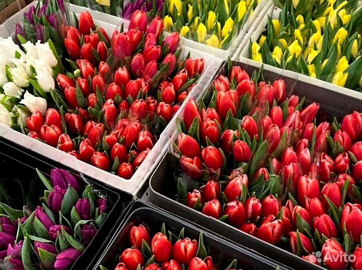 Тюльпаны опт от 500 шт