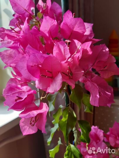 Бугенвиллия