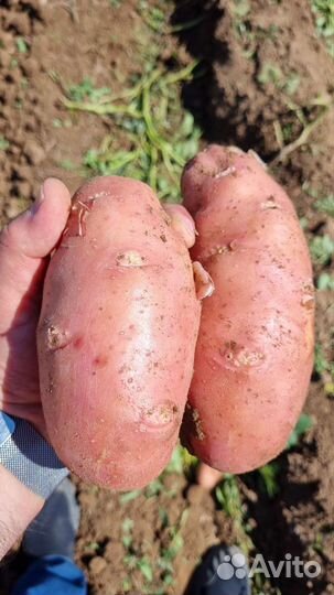 Картофель свежий от производителя