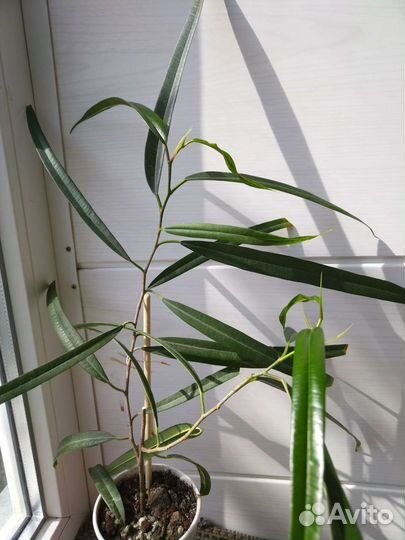 Фикус Али (биннендийка)