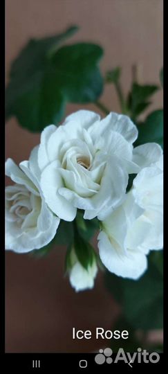 Герани, пеларгонии королевские, душистые и др срез