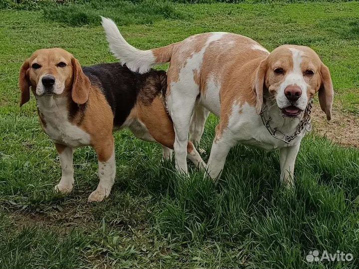 Щенки бигль