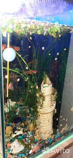 Улитки аквариумные ампулярии молодь