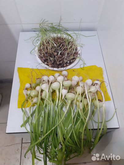 Индийский лук