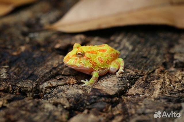 Лягушка рогатка