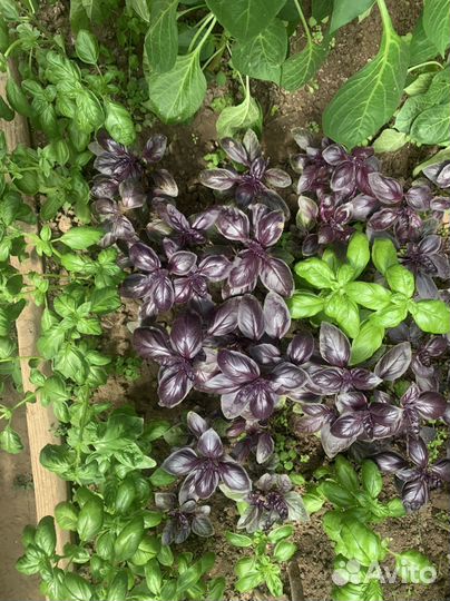 Базилик свежий и шпинат