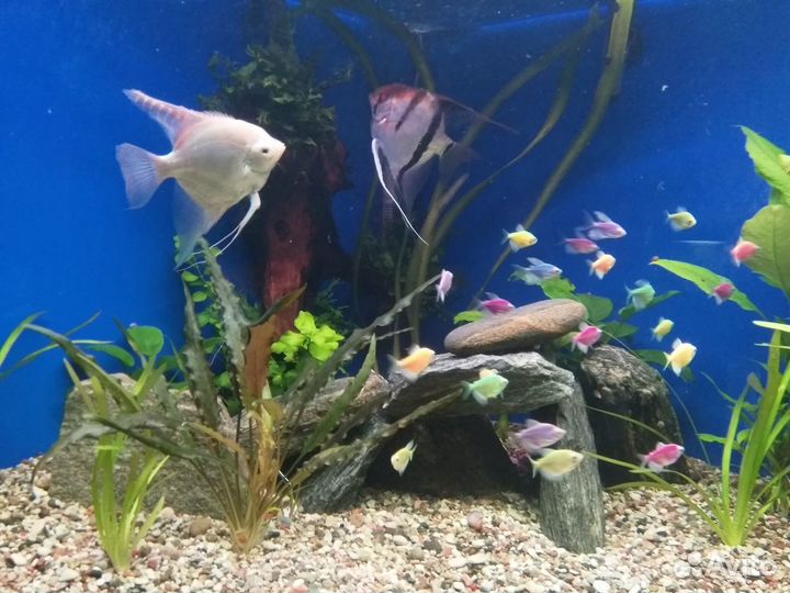 Профессиональный уход за Вашим аквариумом