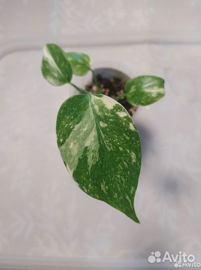 Монстера тайское созвездие