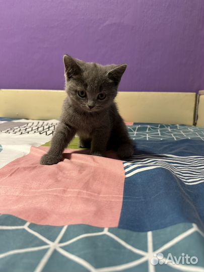 Британская