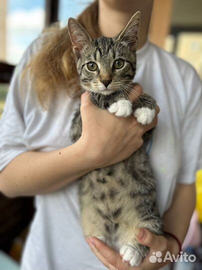 Невероятная полосатая милота мальчик девочка 4,5 м