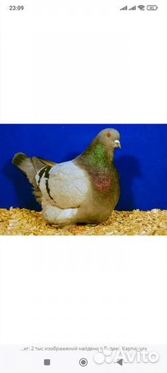 Голуби кинги