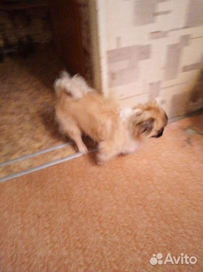 Вязка