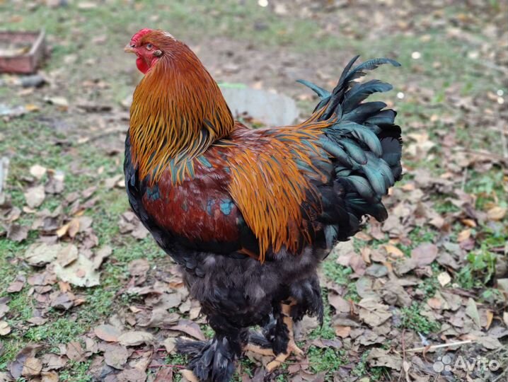 Цыплята брама куропатчатая