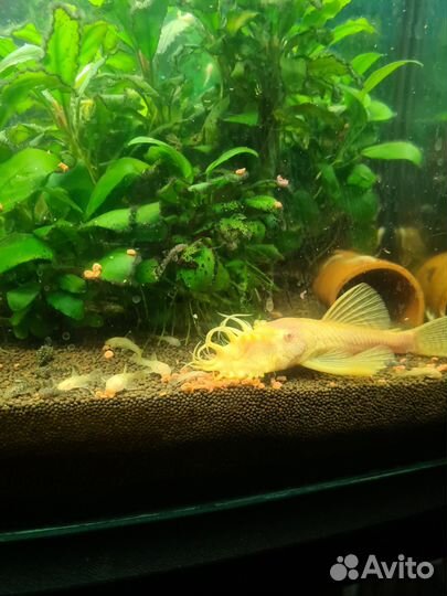 Сомики анциструсы