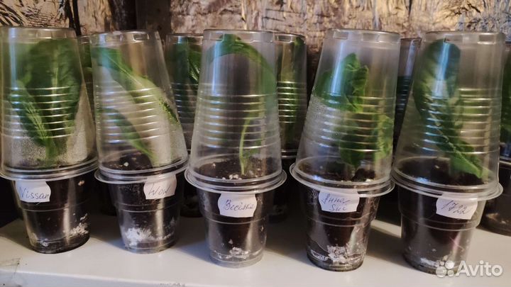 Стрептокарпусы детки