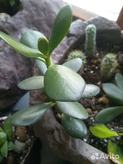 Суккуленты 6 видов (комнатные растения 2ч.)