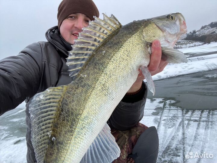 Свежая рыба судак