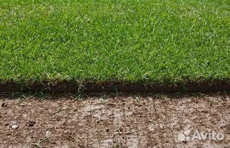 Укладка Рулонного газона