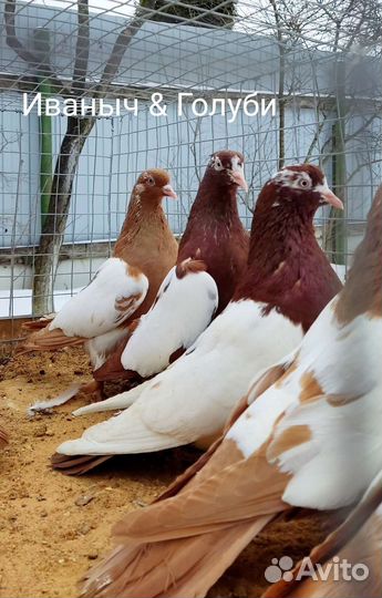 Голуби - бойные и др