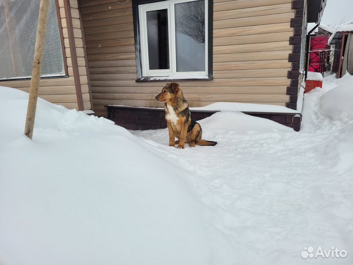 Щенок, 6 месяцев, мама - овчарка