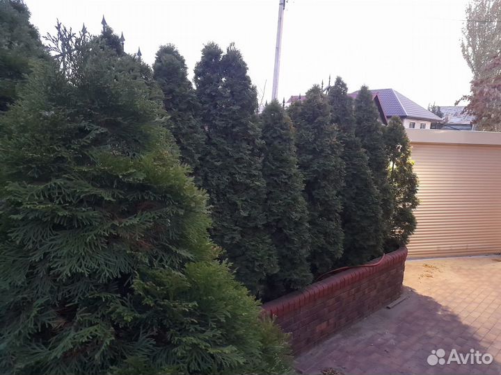 Саженцы туи смарагд