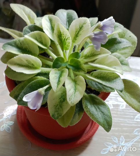 Сенполия полумини