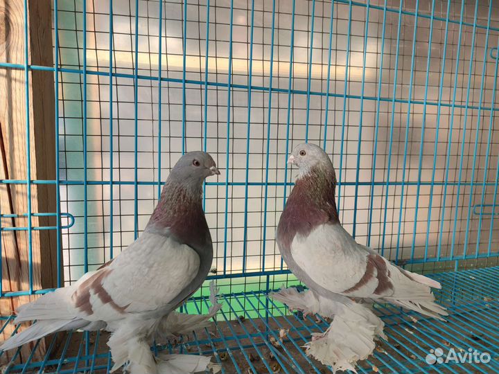 Породистые голуби
