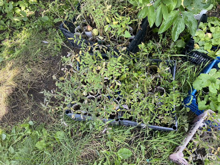 Рассада помидор, огурцов и капуста