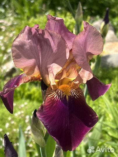 Ирис сортовой