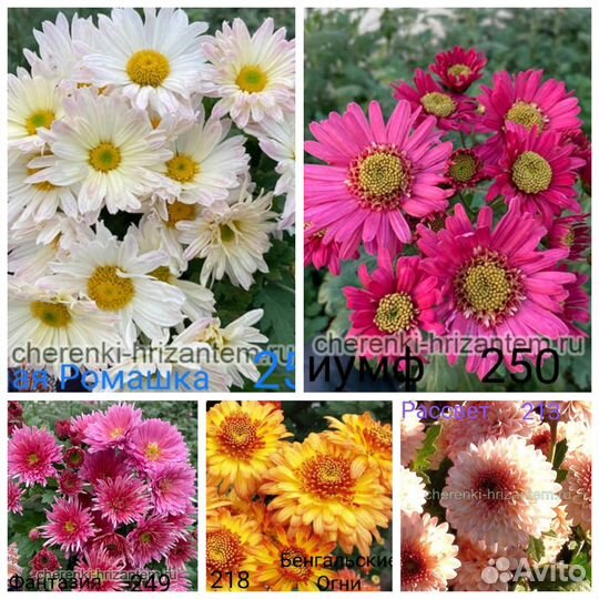 Хризантемы Мультифлора и Корейские