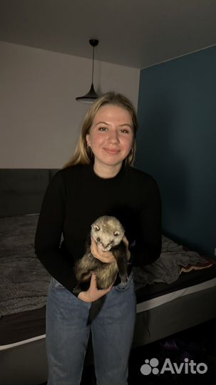 Выгульщик собак