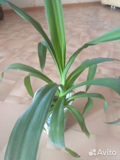 Комнатные растения - Юкка