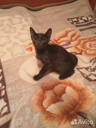 Котята