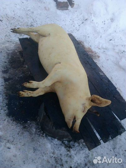 Забой с/х животных