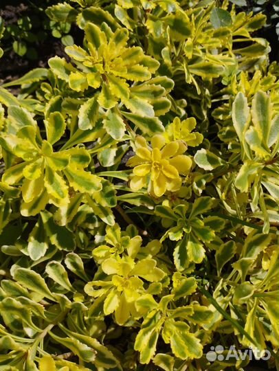 Растения для сада