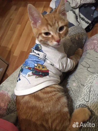 Майка для маленьких животных