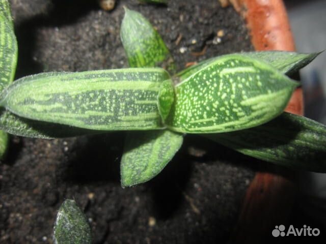 Суккулент Гастерия Литл Варти