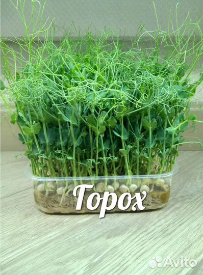 Микрозелень семена