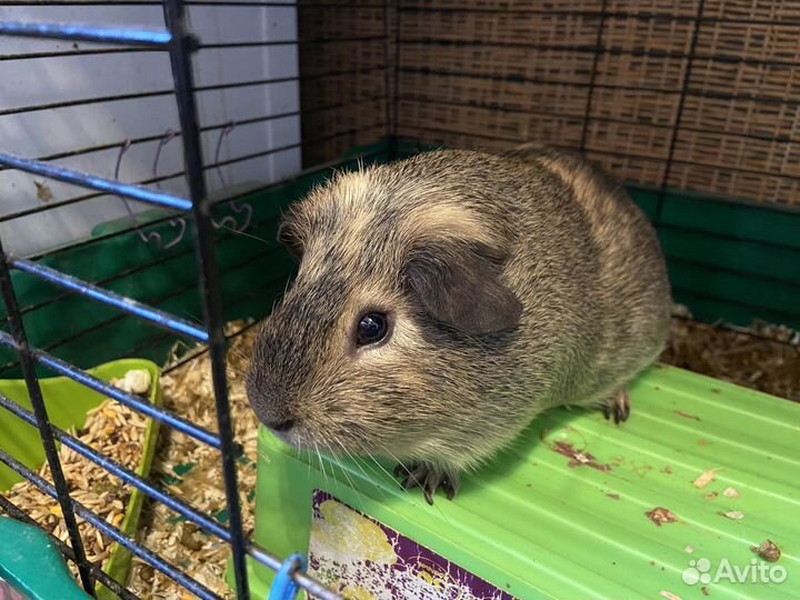 Морская свинка бесплатно