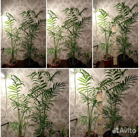 Пальма арека и хамедорея