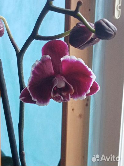 Орхидея Каменная роза